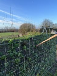 Knick angelegt mit Wildschutzzaun 1